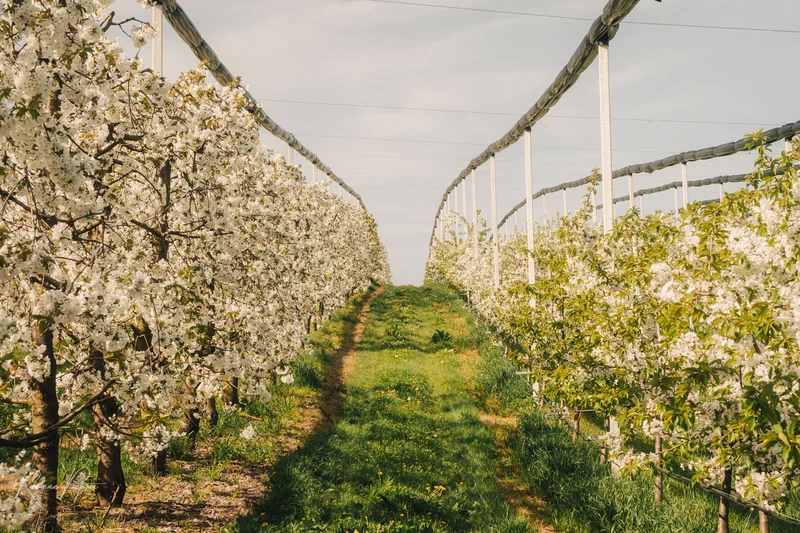 RawmanPictures - Sebastian Schiefermayr | Kirschblüten­wanderung  | Blühende Obstplantage im Frühling, Landschaftsfotografie, Naturfotografie, professionelle Aufnahmen.