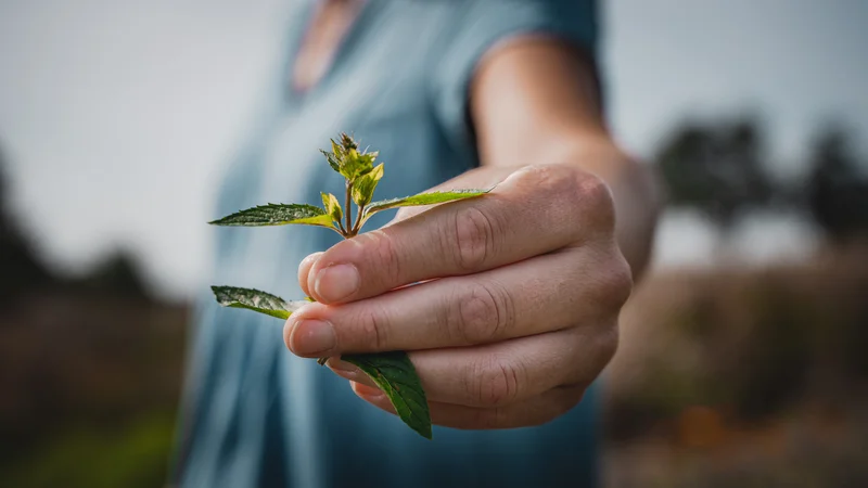 RawmanPictures - Sebastian Schiefermayr | Kräuter­manufaktur Sallmannsberg | Nahaufnahme Hand hält frisches Blatt, Naturfotografie, Botanik, Makrofotografie, Detailaufnahme.
