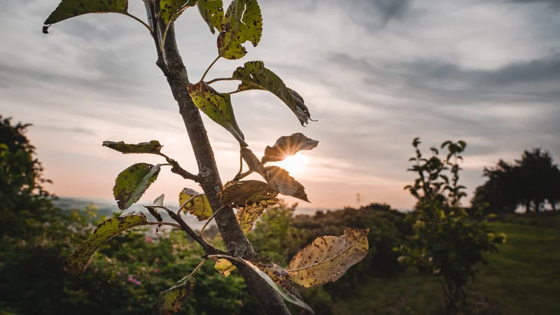 RawmanPictures - Sebastian Schiefermayr | Kräuter­manufaktur Sallmannsberg | Sonnenuntergangs-Landschaftsfotografie mit Fokus auf blättrige Äste im Vordergrund.