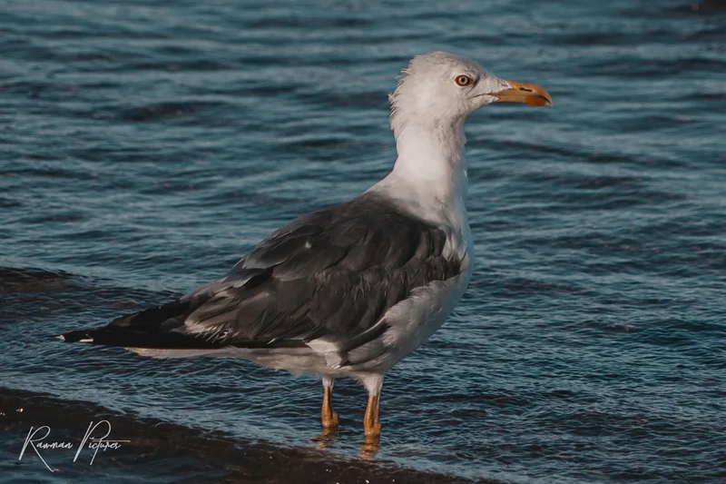 RawmanPictures - Sebastian Schiefermayr | Chioggia 2022 | Möwe am Meer fotografiert, perfekte Szene für Naturliebhaber und Vogelbeobachtungsfotografie.