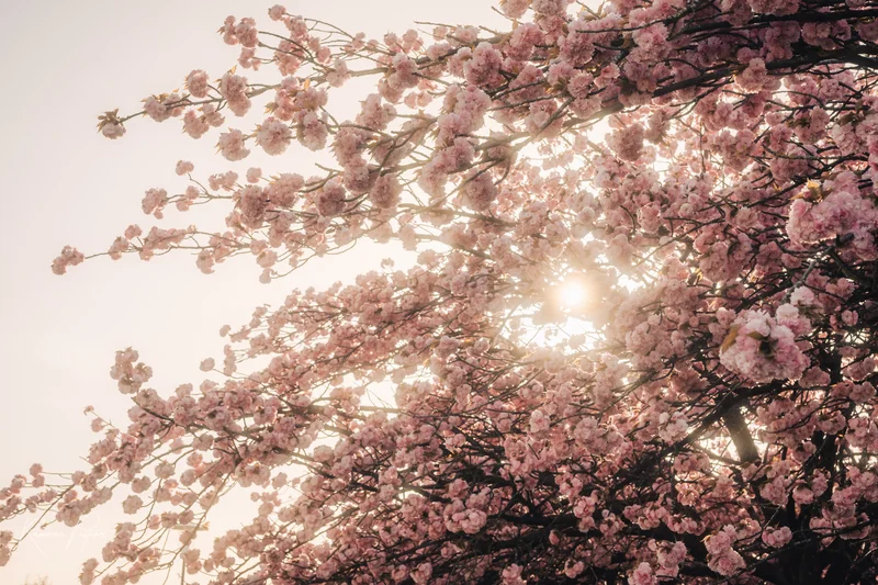 RawmanPictures - Sebastian Schiefermayr | Kirschblüten­wanderung  | Zarte Kirschblüten im Sonnenlicht für zauberhafte Naturfotografie. Perfekte Frühlingsszene.