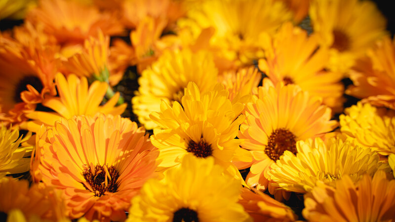 RawmanPictures - Sebastian Schiefermayr | Kräuter­manufaktur Sallmannsberg | Leuchtende Ringelblumenblüten in Nahaufnahme für florale Fotokunst und Naturfotografie.