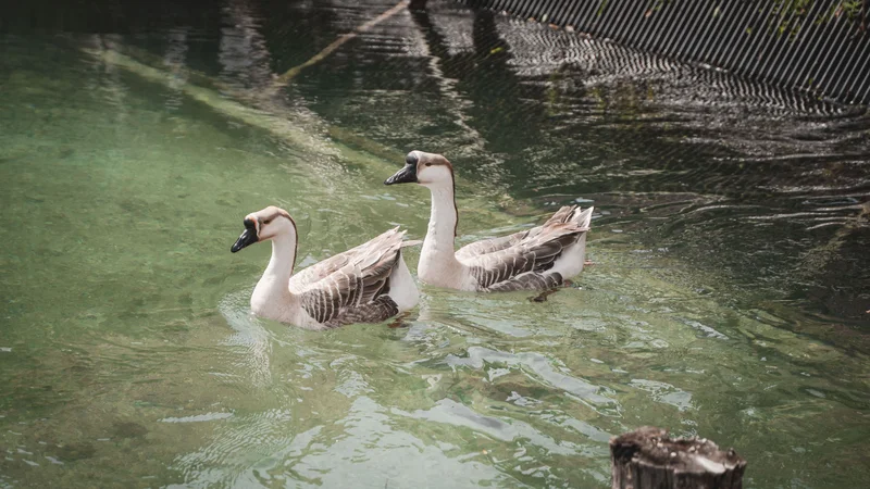 RawmanPictures - Sebastian Schiefermayr | Sägewerk Löberbauer | Zwei Gänse schwimmen im klaren Wasser. Naturfotografie, Tierfotograf, Wildlife-Aufnahme.