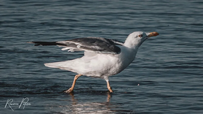 RawmanPictures - Sebastian Schiefermayr | Chioggia 2022 | Möwe am Wasser fotografiert: Küstenvogel im natürlichen Lebensraum festgehalten.