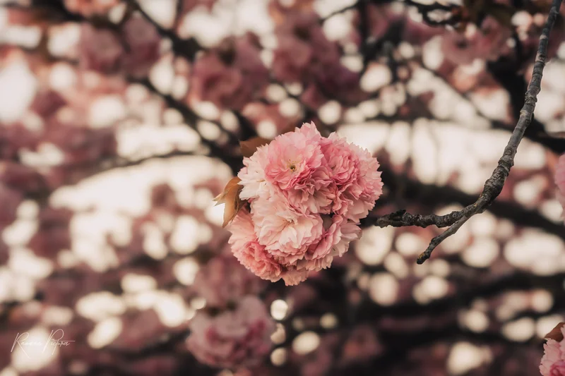 RawmanPictures - Sebastian Schiefermayr | Kirschblüten­wanderung  | Blühende Kirschblüten in Nahaufnahme, stimmungsvolle Frühlingsfotografie.