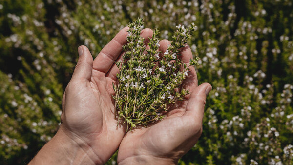 RawmanPictures - Sebastian Schiefermayr | Kräuter­manufaktur Sallmannsberg | Kräuterernte Nahaufnahme: Frische Kräuter in Händen, Naturfotografie, Gartenbau, Nachhaltigkeit.