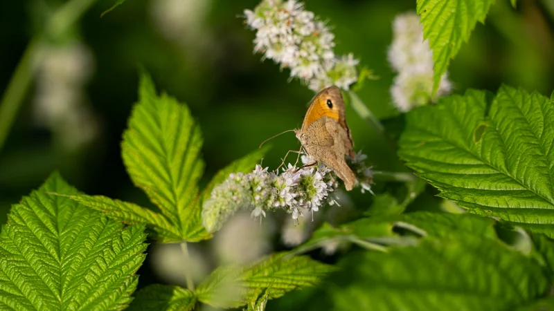 RawmanPictures - Sebastian Schiefermayr | Kräuter­manufaktur Sallmannsberg | Schmetterling auf Blüte in Nahaufnahme, Naturfotografie, lebendige Farben, Makrodetails.