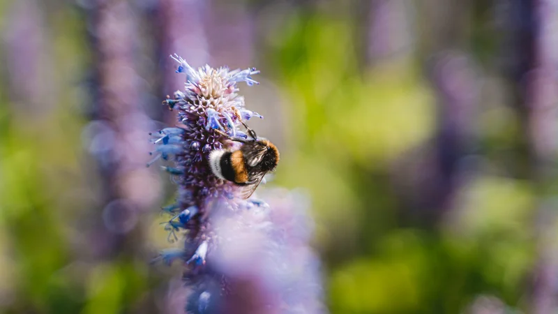 RawmanPictures - Sebastian Schiefermayr | Kräuter­manufaktur Sallmannsberg | Makrofotografie von Biene auf lila Blüte im Sonnenschein, natürliche Detailaufnahme.