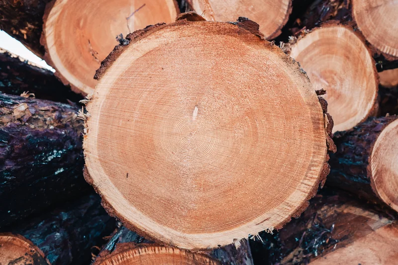 RawmanPictures - Sebastian Schiefermayr | Sägewerk Löberbauer | Nahaufnahme von Holzstämmen im Wald, Textur, Jahresringe, Naturlandschaftsfotografie.