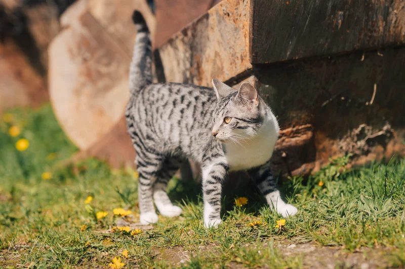 RawmanPictures - Sebastian Schiefermayr | Kirschblüten­wanderung  | Getigerte Katze im Garten: Naturfotografie eines neugierigen Tieres in lebendiger Frühlingsszene.