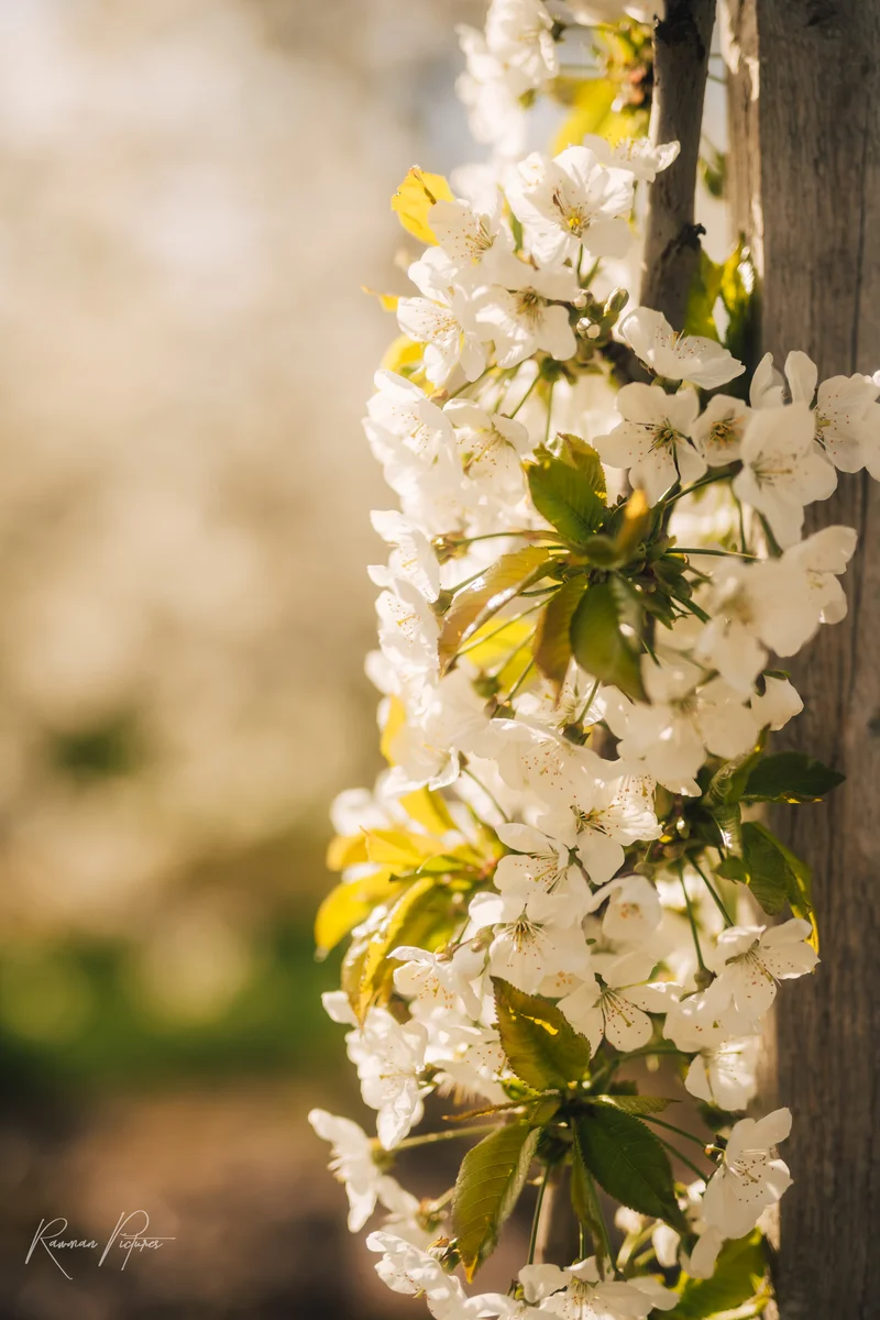 RawmanPictures - Sebastian Schiefermayr | Kirschblüten­wanderung  | Blühende Kirschblüten im Sonnenlicht – perfekte Frühlingsfotografie für Naturliebhaber.