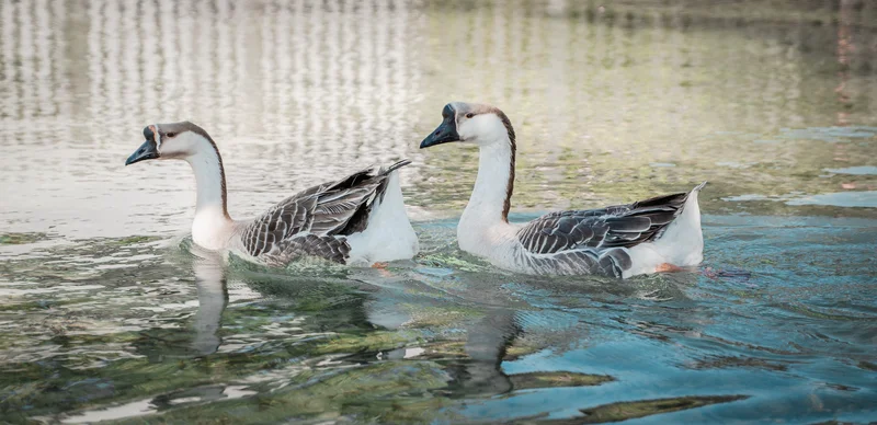 RawmanPictures - Sebastian Schiefermayr | Sägewerk Löberbauer | Zwei Gänse schwimmen ruhig auf einem See. Naturfotografie, Tierwelt, friedliche Wasserszene.