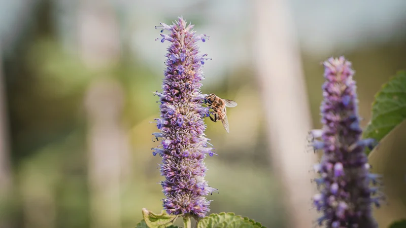 RawmanPictures - Sebastian Schiefermayr | Kräuter­manufaktur Sallmannsberg | Bienenfotografie: Makroaufnahme einer Biene auf lila Blume im Garten. Natur und Insektenfoto.