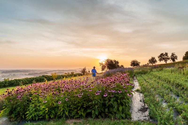 RawmanPictures - Sebastian Schiefermayr | Kräuter­manufaktur Sallmannsberg | Sonnenaufgang über blühendem Feld: Naturfotografie, Landschaft, botanische Schönheit.