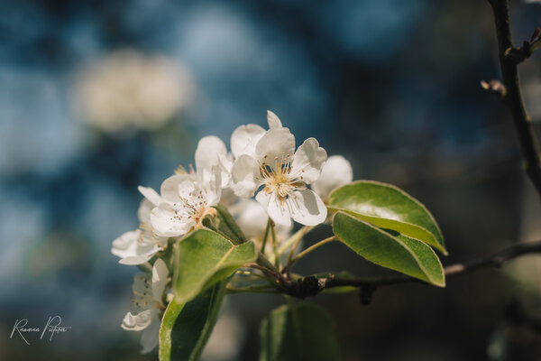 RawmanPictures - Sebastian Schiefermayr | Kirschblüten­wanderung  | Blütenfotografie im Frühling: Weiße Blüten in Nahaufnahme, Naturaufnahmen, Makrofotografie.